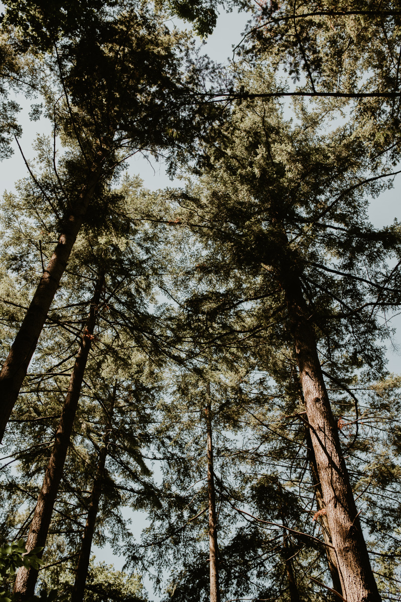 roots+wings6